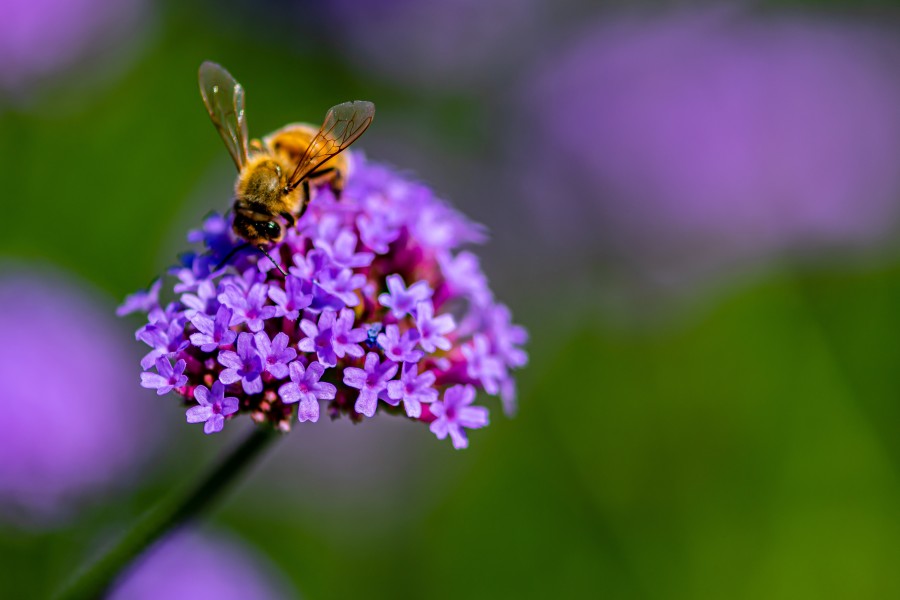 Bee on flower.